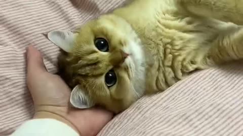 Baby Cats - Cute and Funny Cat Videos Compilation &2 || Cutest Kitten