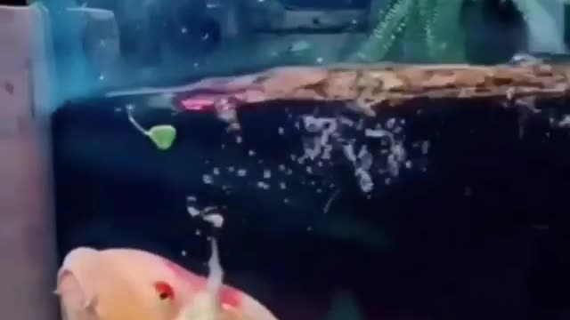 Duck in Carp Aquarium