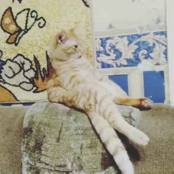 The Russian cat is asleep...