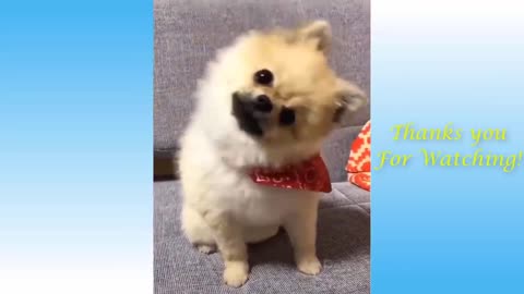 Playful funny animal video