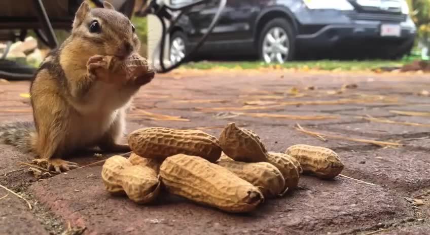 Chipmunk with peanuts 🥜