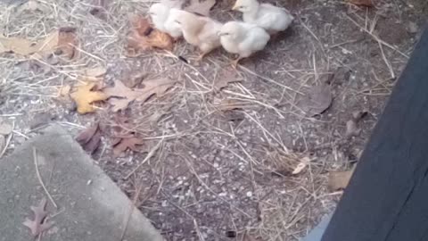 The baby chicks