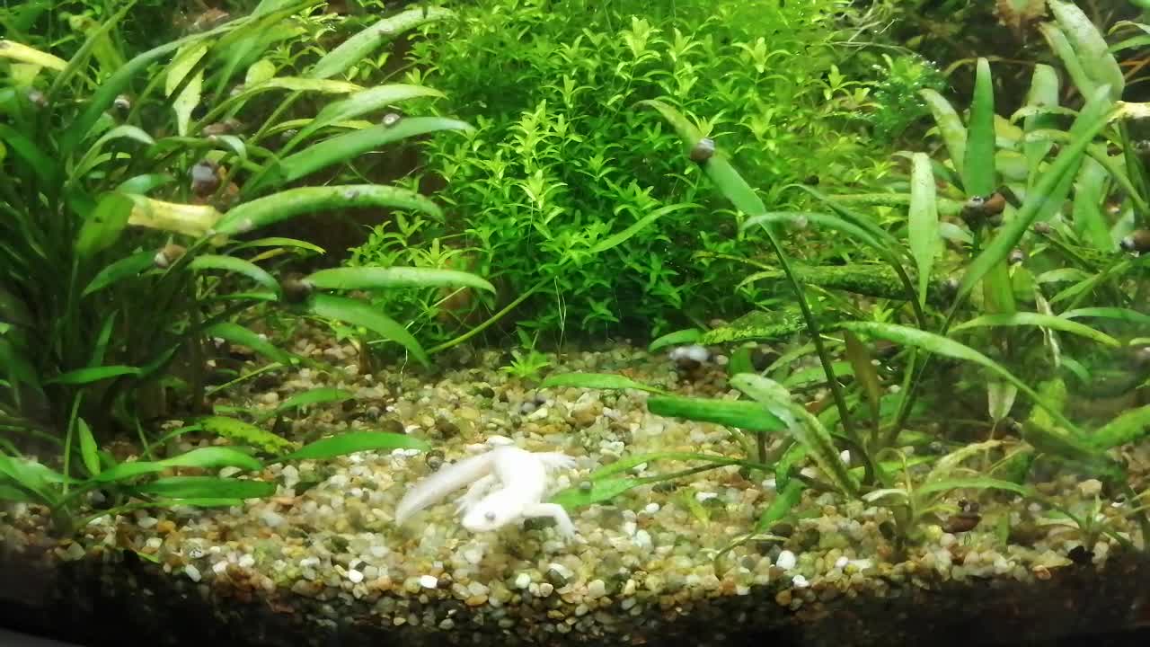 Swimming lizard in the aquarium.