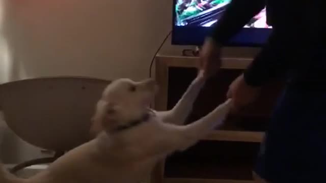 Dancing salsa with dog