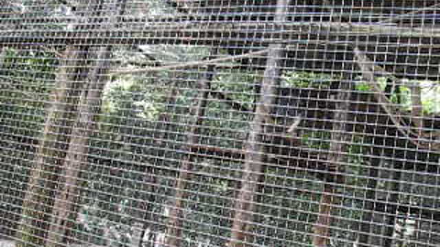 Macaco no Zoológico do Hotel Tropical Manaus - Amazonas - 08/10/2006