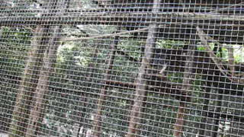 Macaco no Zoológico do Hotel Tropical Manaus - Amazonas - 08/10/2006