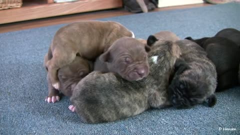 Mia's 2 Week Old Pit Bull Puppies (in HD)