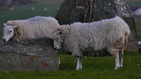 Flock of Sheep Playing and Relaxing