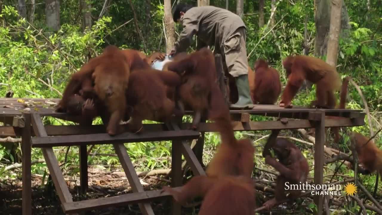 Jungle School Valentino starts the revolution