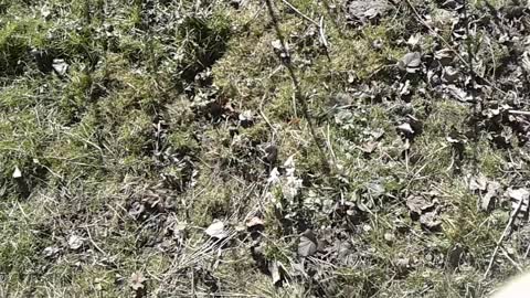 następne ciekawostki o ptakach