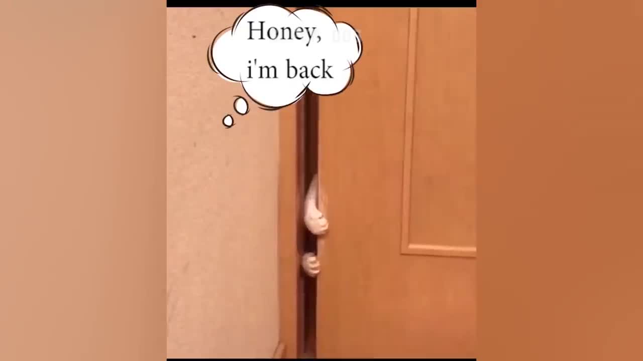 Funny cat reacting🐱