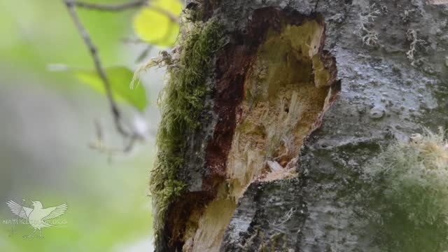 The largest woodpecker alive in North America.