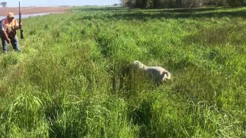 Portentoso’s Gunner Son of Ronto - Upland Hunting Training