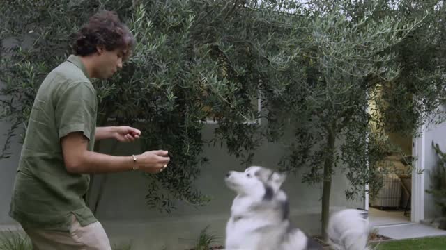 Man training his dog