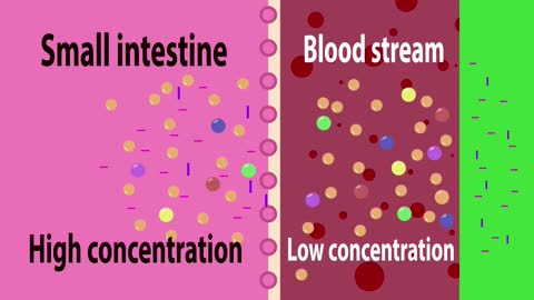 Small intestine and food absorption | Physiology | Biology | FuseSchool