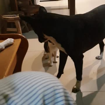 This little kitty Lady