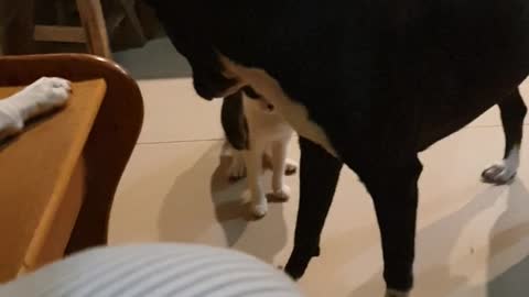 This little kitty Lady