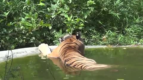 Animals Can Be Funny new video