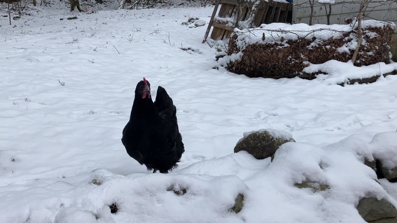 Elsa the Snow Chicken Queen