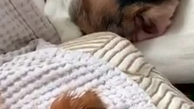 Three dogs and cat asleep on couch