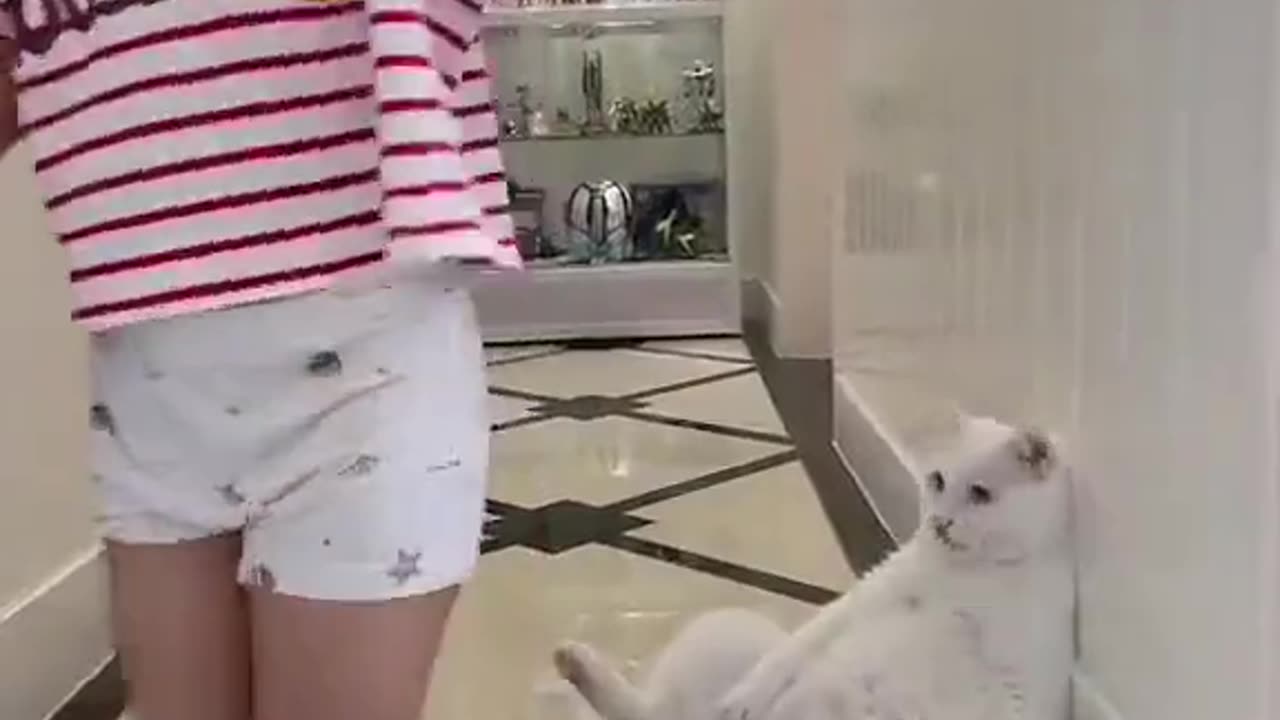 Are You Blind😒, Dont You See Me 😂| Angry Cat