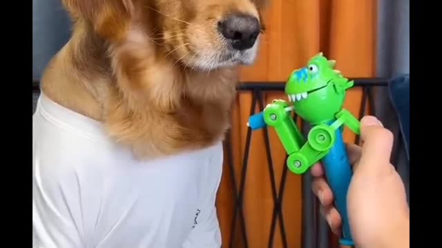 fun with dog