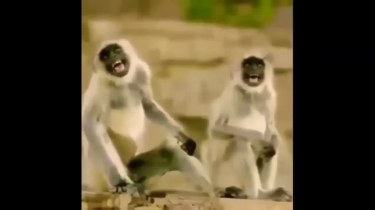 Funny video