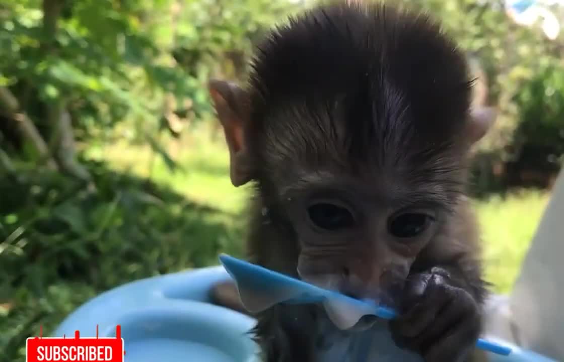 Baby monkey cute eating video #babymonkey