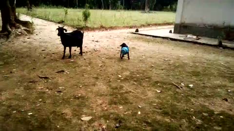 When the head of the goat is stuck