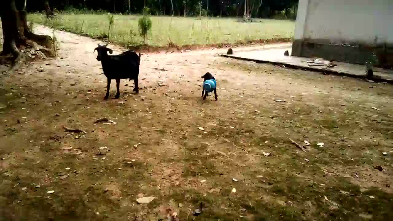 When the head of the goat is stuck