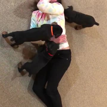 Doberman pack attacks little girl Puppy Attack!