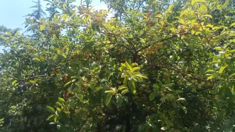 tree full of fruit