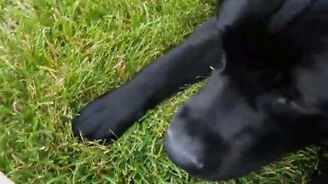 Black dog scared of bunny statue figurine on lawn