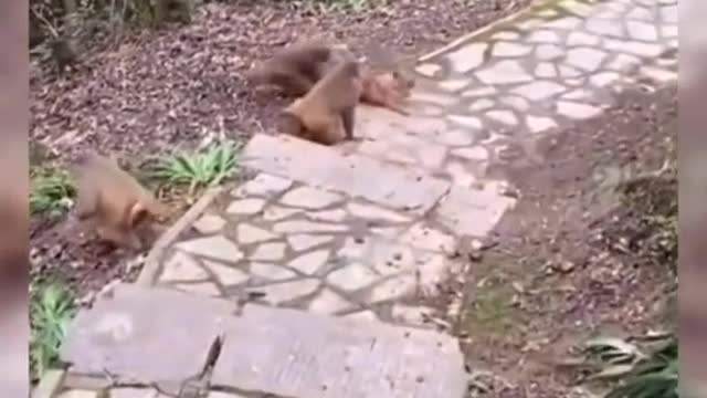 #funny animals monkeys