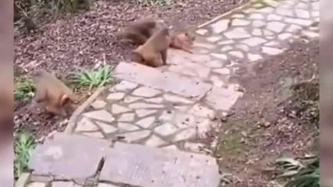 #funny animals monkeys