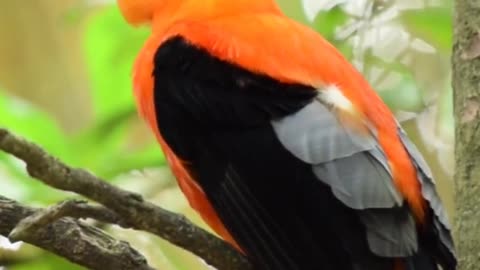 Beautiful Birds Video