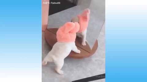 Top Funny Cats & Dogs #5