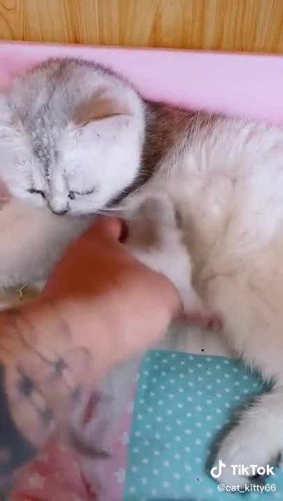 Cats are so funny FUNNY CAT VIDEOS