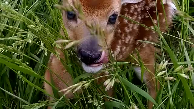 Wildlife:The beautiful little deer Bambi.