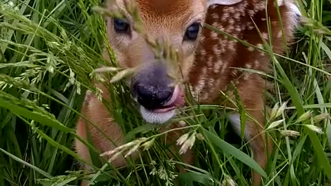 Wildlife:The beautiful little deer Bambi.