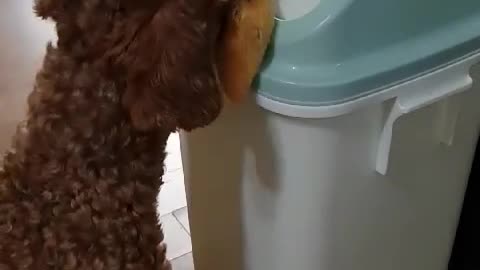 Puppy putting toys in the trash