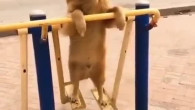 golden retriever puppy funny moment😆😂😍🐕🔥