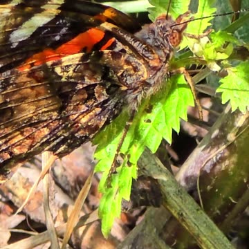 Butterfly close-up / Beautiful butterfly in nature.