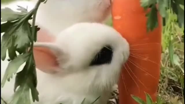 Rabbit eat carrot