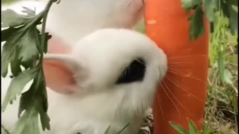 Rabbit eat carrot