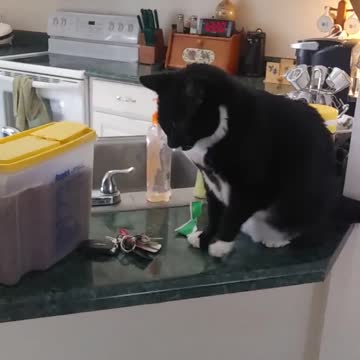 Kitty Cats Snack Time