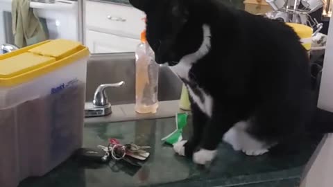 Kitty Cats Snack Time