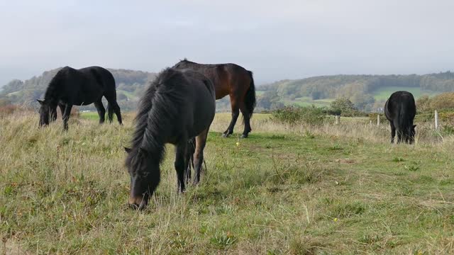 Horses Eating Grass