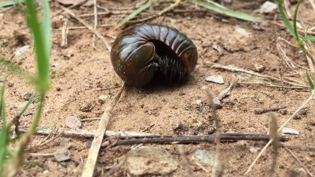 the scene of an insect crawling for food