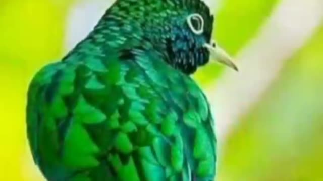 The beautiful birds in the world....